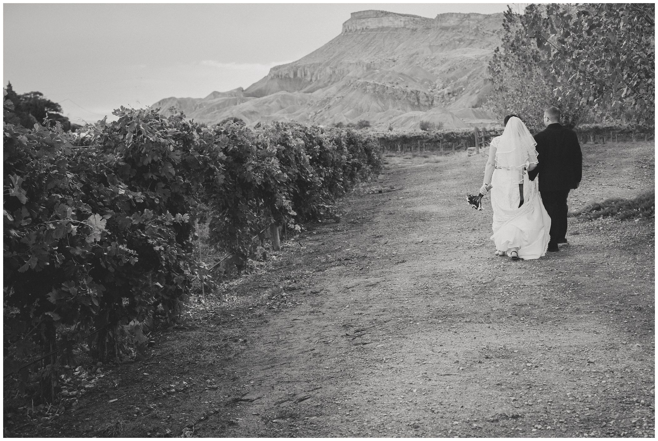 picture of Colorado vineyard wedding
