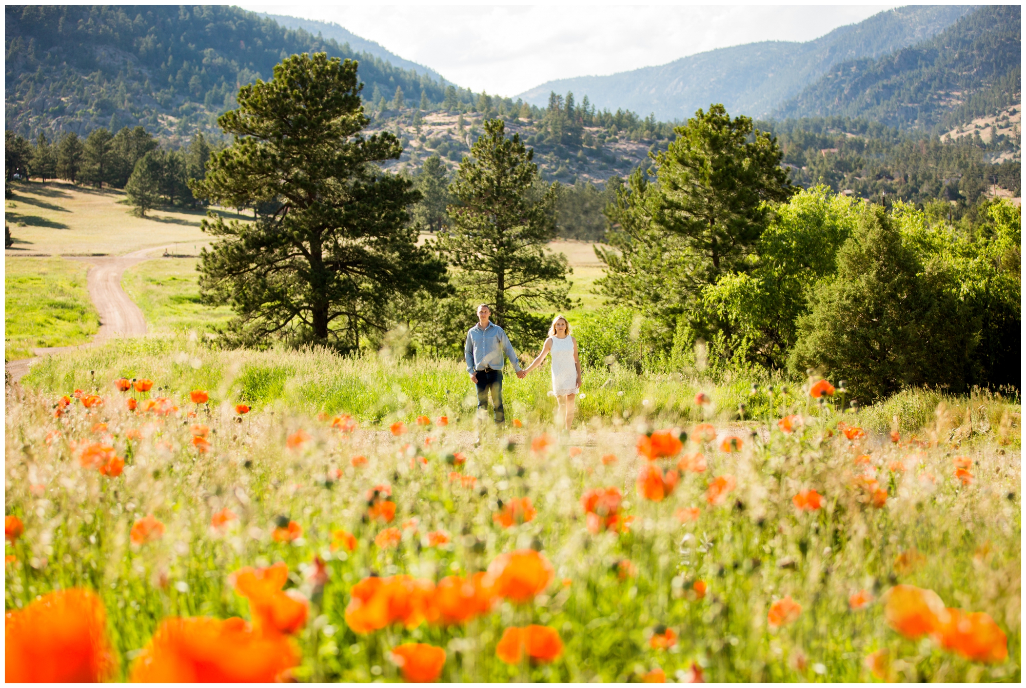 poppy field in Estes Park Colorado 