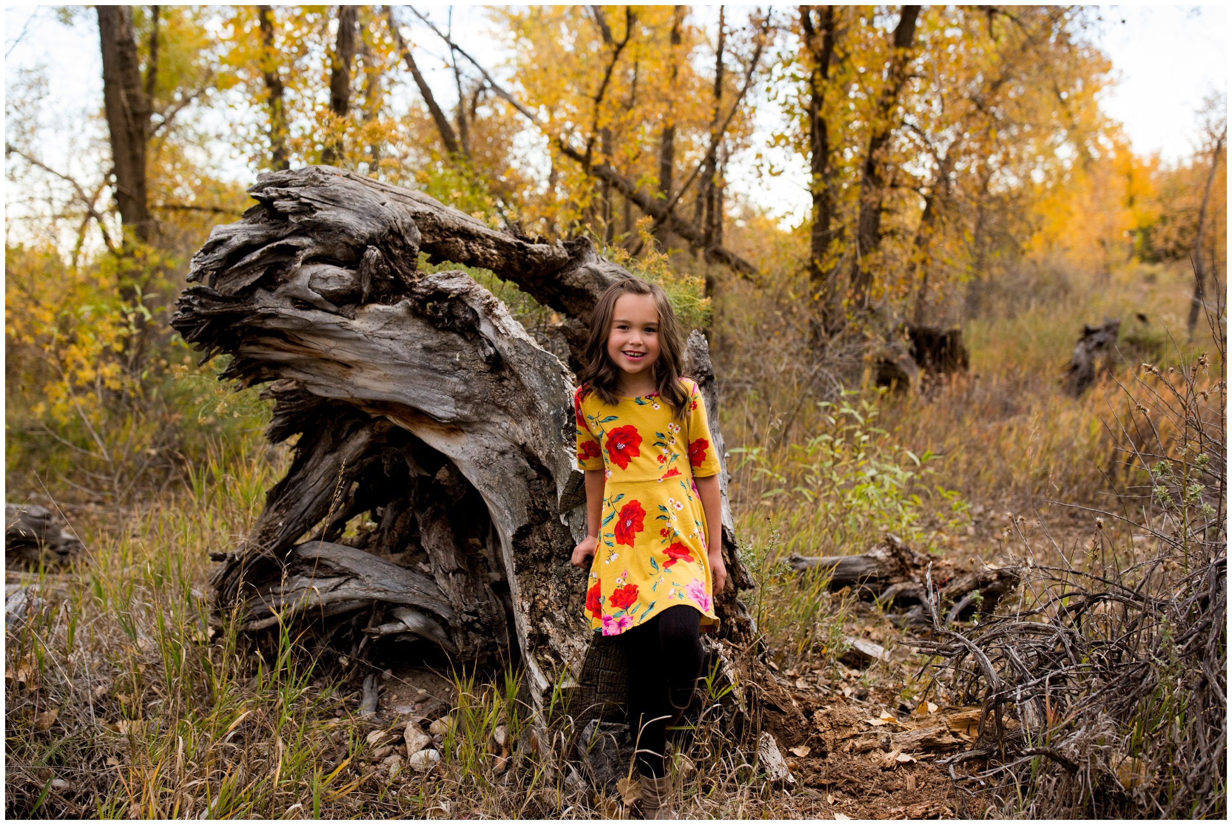 little girl on large tree stump at Fort Collins Colorado family photos 