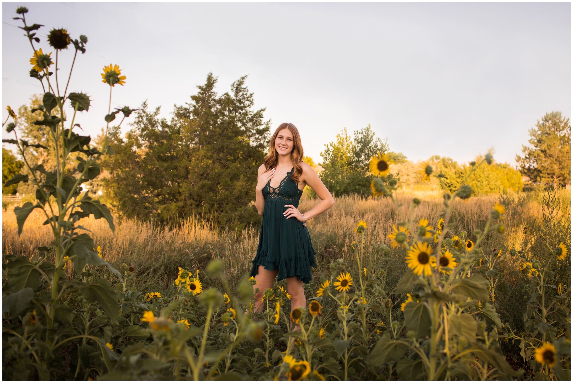sunflower senior photos in Longmont Colorado 