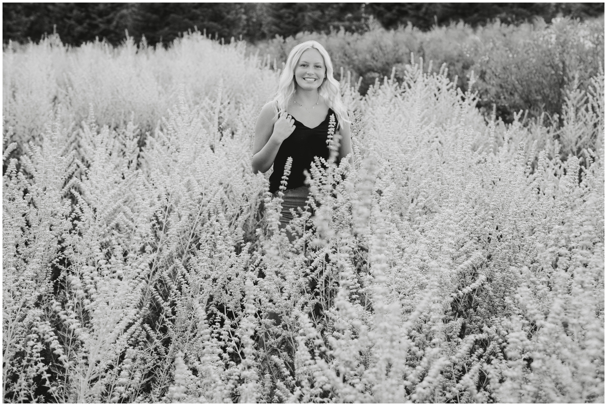 Erie Colorado senior portraits in a lavender field