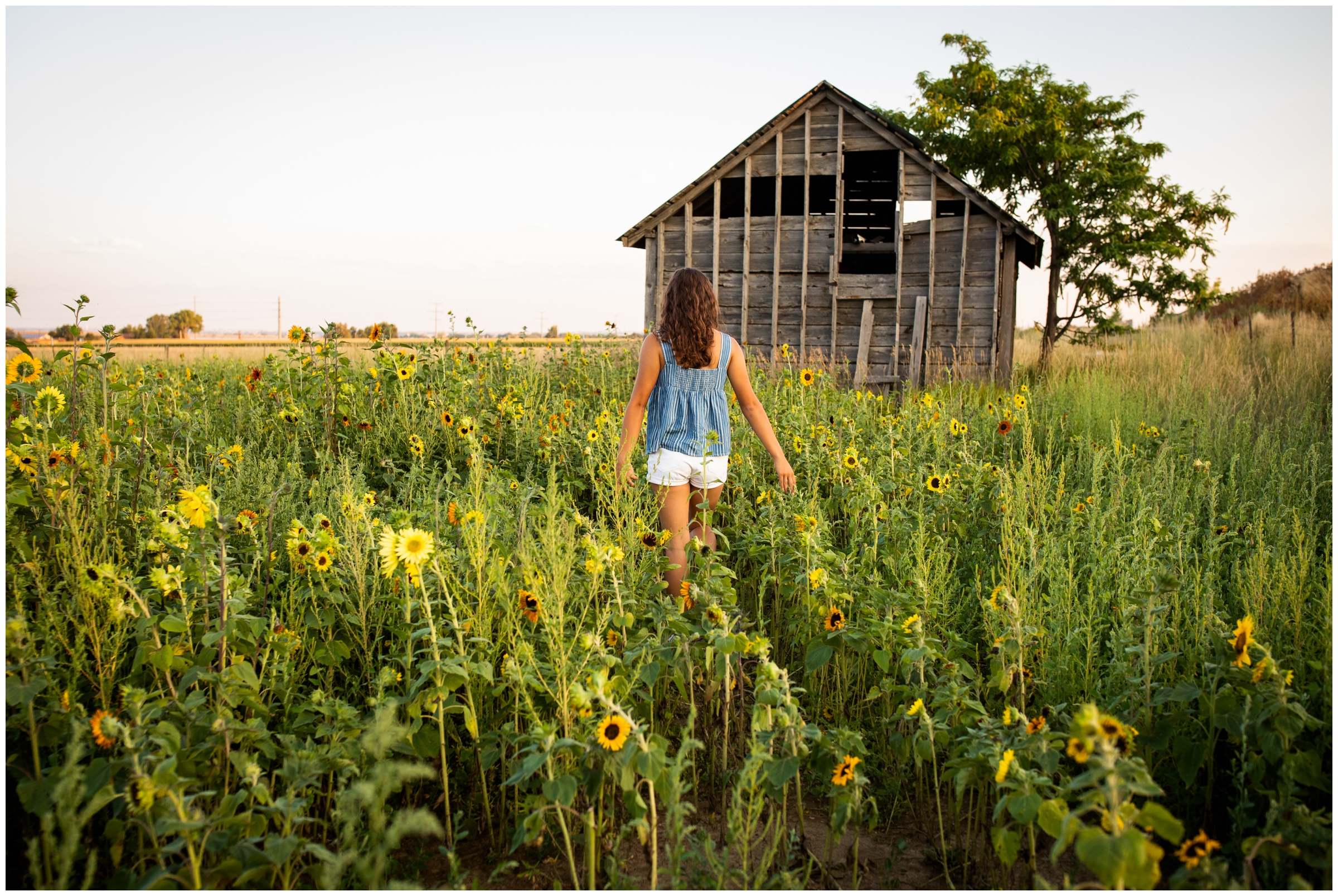 teen walking through sunflower field during Colorado senior portraits at Bee Hugger Farm