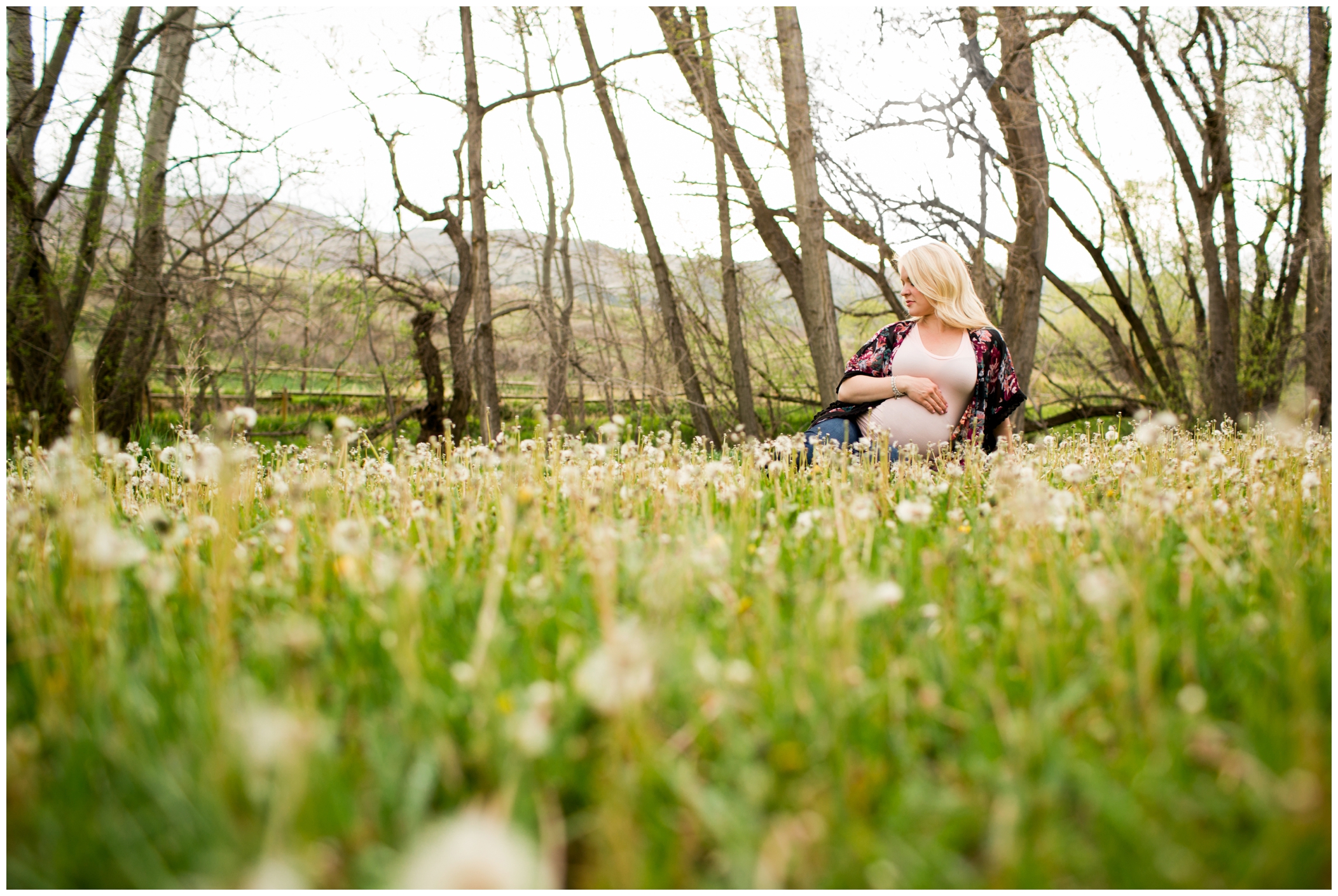 woman sitting in dandelions at Fort Collins maternity photos at Bobcat Ridge