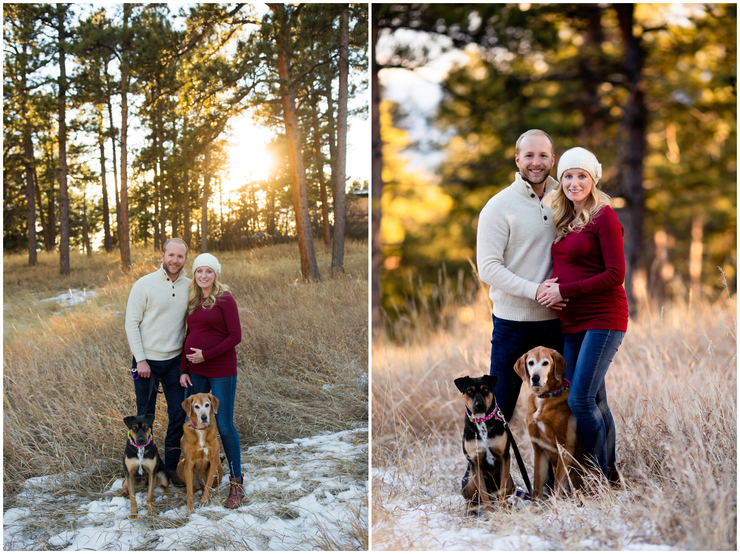 Golden maternity photos with dogs by Colorado photographer Plum Pretty photo 