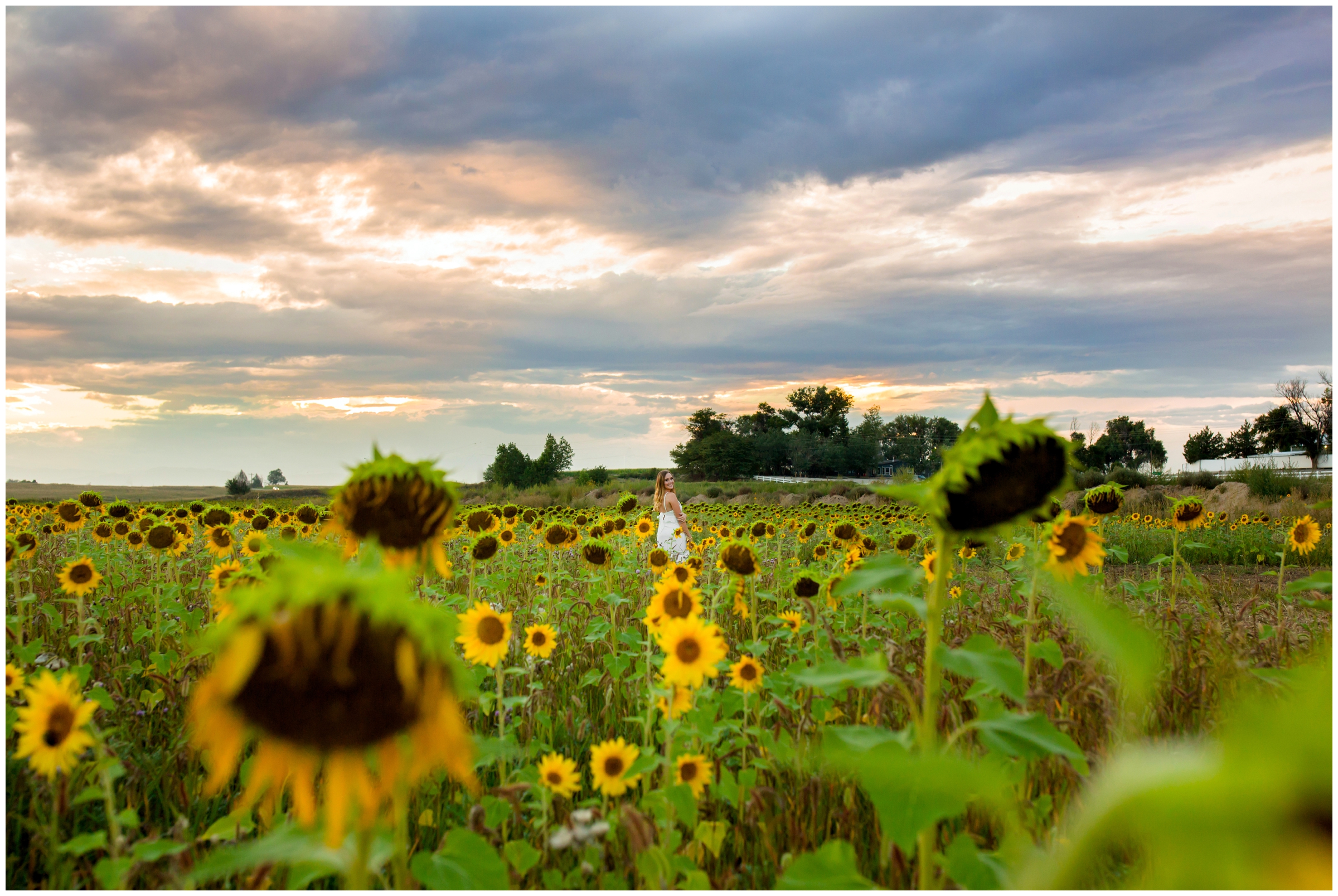 sunset Berthoud senior photos in sunflower field by Colorado portrait photographer Plum Pretty Photography