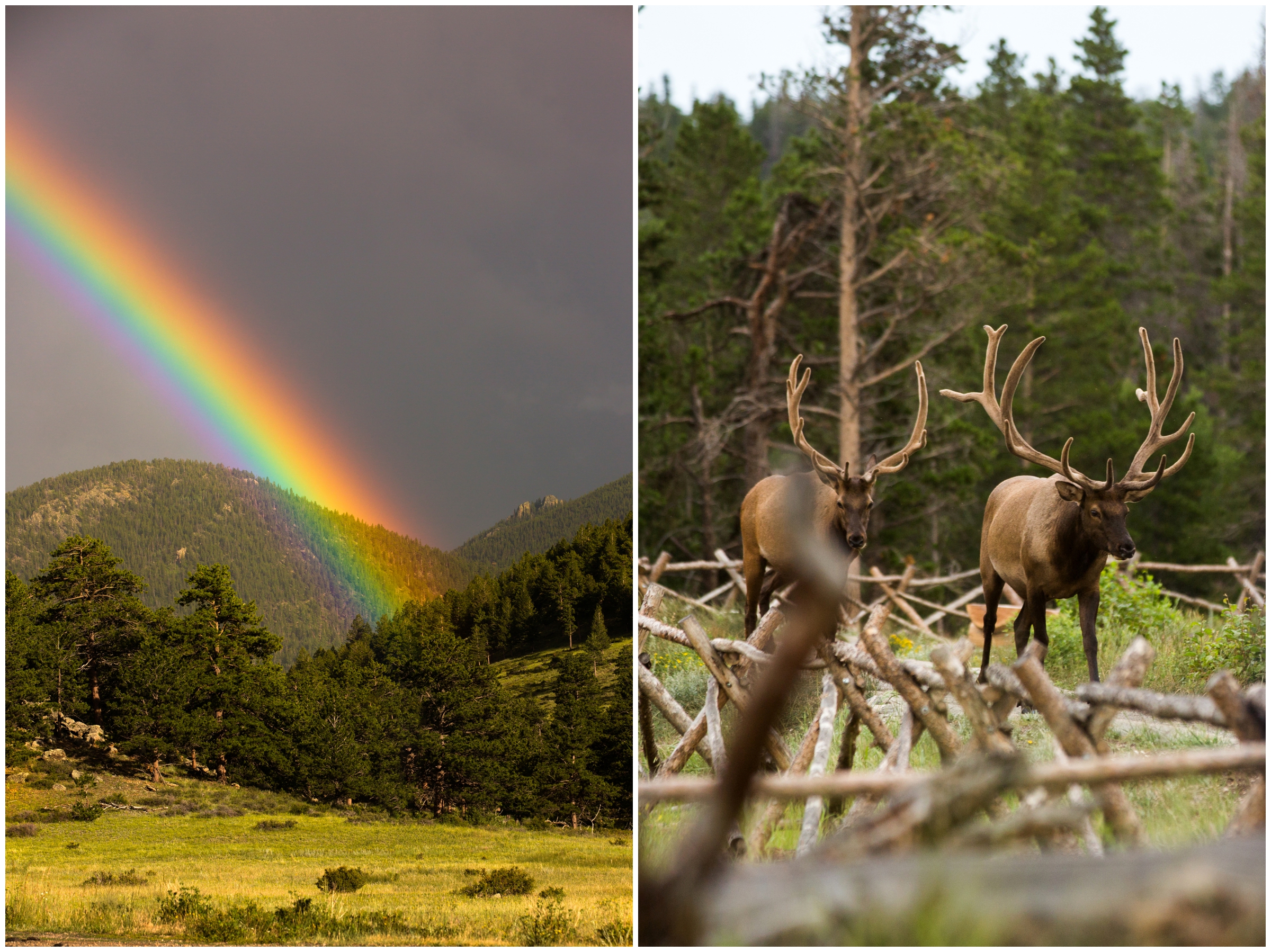 elk in RMNP Colorado 