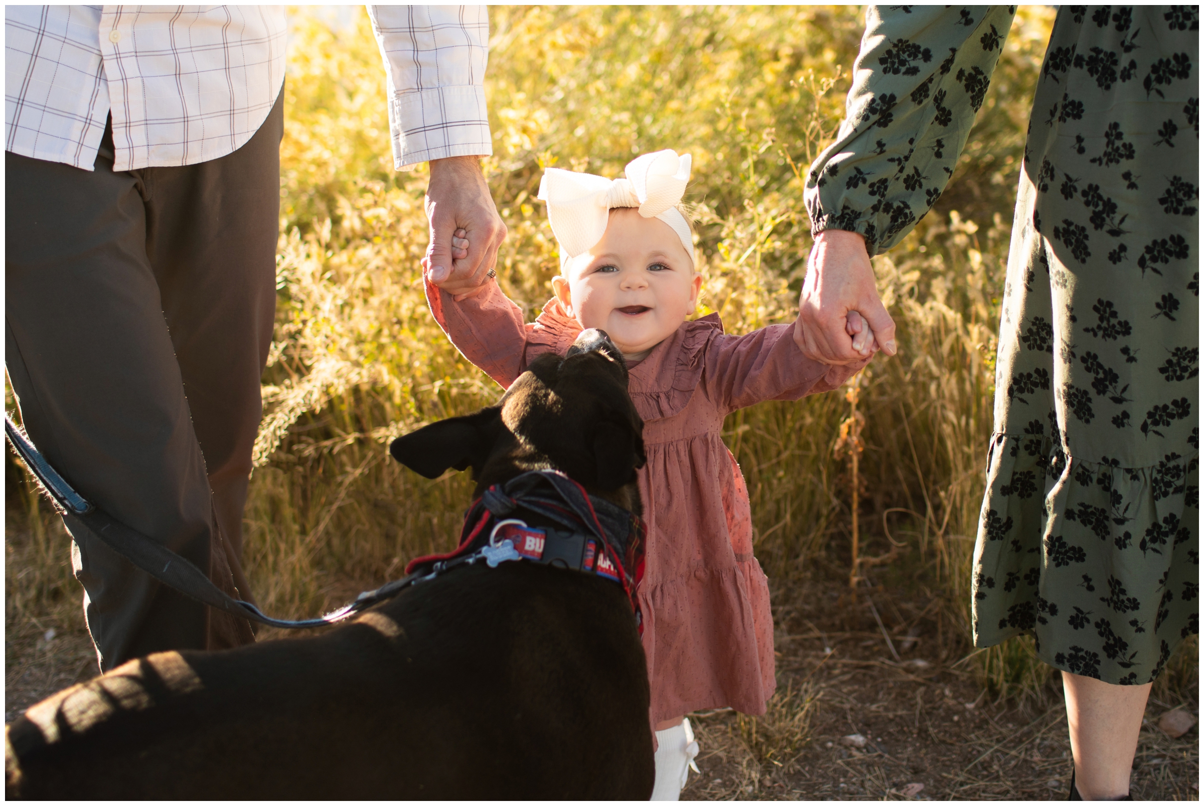 dog licking baby's face during Golden family portraits by Plum Pretty Photography 